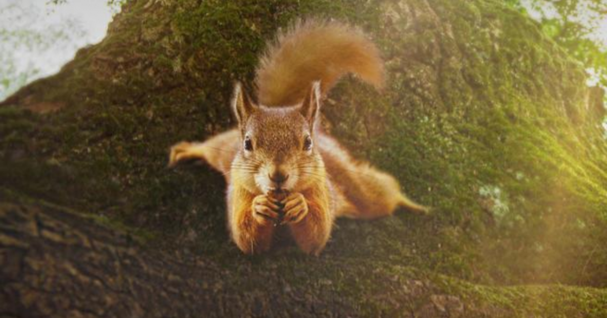 La Quercia E I Suoi Abitanti In Sala Il Doc Naturalistico Per Tutta