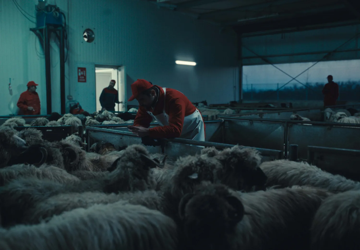 ‘Animali Selvatici’, trailer e data d’uscita del nuovo film di Cristian Mungiu